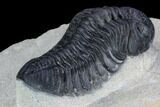 Pedinopariops Trilobite - Mrakib, Morocco #125198-5